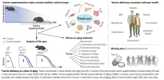 Taurine store deficiency test