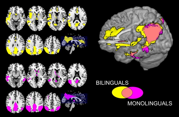 advantages of being monolingual